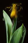 Dissolving Tulip, 2017, (Direct Print on Brushed Aluminium, BUTLERFINISH® Look)