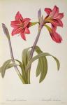 Amaryllis Brasiliensis, from `Les Liliacees' by Pierre Redoute, 8 volumes,  published 1805-16, (coloured engraving)