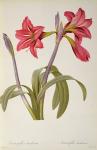 Amaryllis Brasiliensis, from `Les Liliacees' by Pierre Redoute, 8 volumes,  published 1805-16, (coloured engraving)