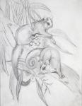 Gliding Possums (pencil)