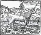 a Campchurch Unicorn, illustration from 'La Cosmographie universelle' by Andre Thevet, 1575 (woodcut)
