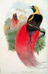 Bird of Paradise, engraved by T. Walter (colour litho)