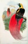 Bird of Paradise, engraved by T. Walter (colour litho)