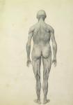 The Human Figure, anterior view, from the series 'A Comparative Anatomical Exposition of the Structure of the Human Body with that of a Tiger and a Common Fowl', 1795-1806 (graphite on paper)