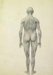 The Human Figure, anterior view, from the series 'A Comparative Anatomical Exposition of the Structure of the Human Body with that of a Tiger and a Common Fowl', 1795-1806 (graphite on paper)