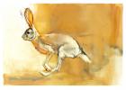 Cape Hare, 2010 (oil on paper)