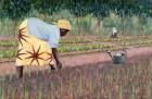 Planting Onions, 2005 (oil on canvas)