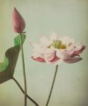 Lotus, 1896 (hand-coloured collotype)