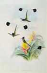Hummingbird, engraved by Walter and Cohn (colour litho)