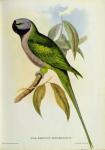 Parakeet: Palaeornis Derbianus, c.1850