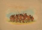 Mandan Buffalo Dance, 1861 (oil on card mounted on paperboard)