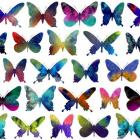 Butterflies, 2015, (ink, digital media)