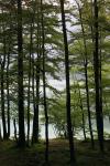 Lake Bohinj seen through trees in the late afternoon, Triglav National Park, Upper Carniola, Slovenia (photo)