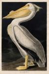 American White Pelican, 1836 (coloured engraving)