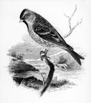 The Lesser Redpole, illustration from 'A History of British Birds' by William Yarrell, first published 1843 (woodcut)