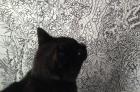 Cat Looking at Art (marker pen on paper and photo)