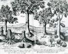 Tropical Fruit trees, 1596 (engraving)