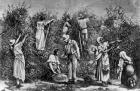 Coffee Harvest (engraving) (b&w photo)