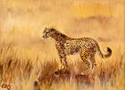 Cheetah in grass 1, 2013, (oil on canvas)