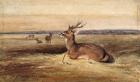 Resting Deer (w/c on paper)
