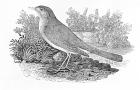 The Nightingale (Luscinia megarhynchos) from the 'History of British Birds' Volume I, pub. 1797 (wood engraving)