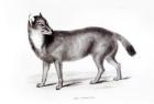 Canis Antarcticus (b/w photo)