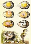 Evolution of a chicken within an egg, and a chicken recently emerged from the egg, from 'El Mundo Ilustrado', published Barcelona, 1880 (colour litho)