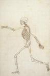 Study of the Human Figure, Lateral View, from 'A Comparative Anatomical Exposition of the Structure of the Human Body with that of a Tiger and a Common Fowl', 1795-1806 (pen and ink and graphite on wove paper)