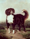 Spaniel