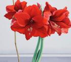 Red Amaryllis (watercolour on paper)