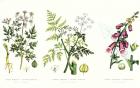Common Poisonous Plants, c.1890 (coloured engraving)