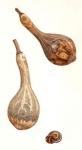 Dried Gourds and Snail Shell, 2005 (w/c on paper)