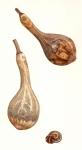 Dried Gourds and Snail Shell, 2005 (w/c on paper)