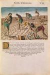 Florida Indians planting maize, from 'Brevis Narratio...', published by Theodore de Bry, 1591 (coloured engraving) (see also 111671)