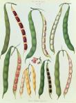 Beans, Tab VII from the 'Album Benary', engraved by G. Severeyns, 1876 (chromolitho)