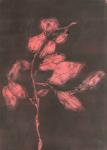 Foliage I, 2015, (monoprint on paper)