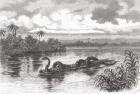 A Boa floating on a log on the Rio Verde, Colombia.