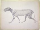 Tiger: Lateral View, Partially Dissected, from the series 'A Comparative Anatomical Exposition of the Structure of the Human Body with that of a Tiger and a Common Fowl' (graphite on paper)