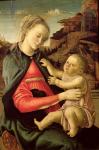 The Virgin and Child (Madonna of the Guidi da Faenza) c.1465-70 (oil on panel)