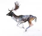 Evening Buck (Fallow deer), 2007, (pastel and conté on paper)