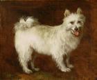 Spitz Dog, c.1760-70 (oil on canvas)