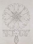 Study for a Cornflower, 1808 (pen and ink on paper)