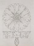 Study for a Cornflower, 1808 (pen and ink on paper)