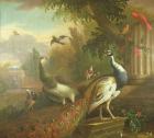 Peacock and Peahen with a Red Cardinal in a Classical Landscape