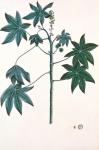 Castor oil plant, c.1801-4 (gouache & ink on paper)