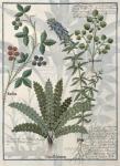 Ms Fr. Fv VI #1 fol.158v Ferns, Brambles and Flowers, Illustration from the 'Book of Simple Medicines' by Mattheaus Platearius (d.c.1161) c.1470 (vellum)