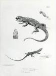 Shingled Iguana, illustration from 'The Zoology of the Voyage of H.M.S Beagle, 1832-36' by Charles Darwin (litho) (b/w photo)
