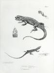 Shingled Iguana, illustration from 'The Zoology of the Voyage of H.M.S Beagle, 1832-36' by Charles Darwin (litho) (b/w photo)