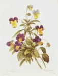 Viola Tricolour (colour engraving)