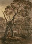 Forest Scene, A Giant Scots Fir and Forest Glade, 1771 (pen & ink and wash on paper)
